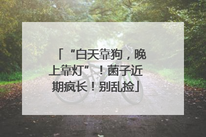 “白天靠狗，晚上靠灯”！菌子近期疯长！别乱捡