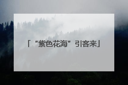“紫色花海”引客来