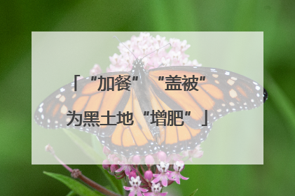 “加餐”“盖被” 为黑土地“增肥”