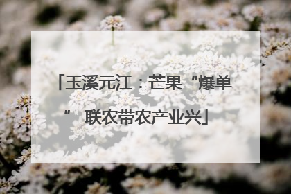 玉溪元江：芒果“爆单” 联农带农产业兴
