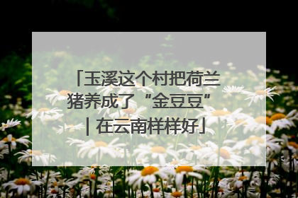 玉溪这个村把荷兰猪养成了“金豆豆”｜在云南样样好