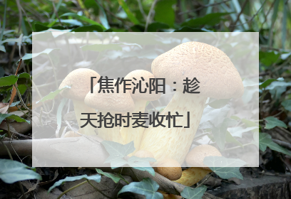 焦作沁阳：趁天抢时麦收忙