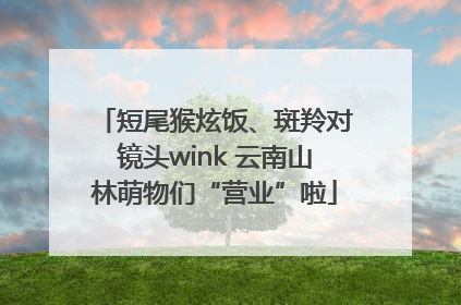 短尾猴炫饭、斑羚对镜头wink 云南山林萌物们“营业”啦