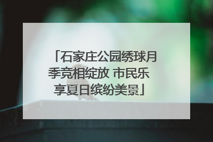 石家庄公园绣球月季竞相绽放 市民乐享夏日缤纷美景
