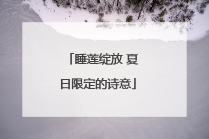 睡莲绽放 夏日限定的诗意