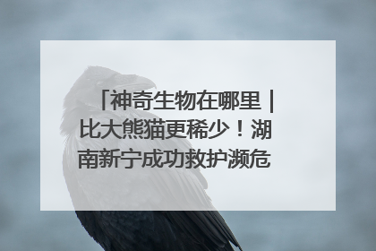 神奇生物在哪里｜比大熊猫更稀少！湖南新宁成功救护濒危鸟类海南鳽