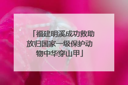福建明溪成功救助放归国家一级保护动物中华穿山甲