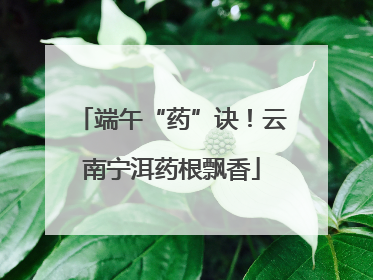 端午“药”诀！云南宁洱药根飘香