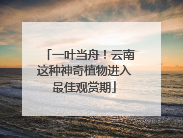 一叶当舟！云南这种神奇植物进入最佳观赏期