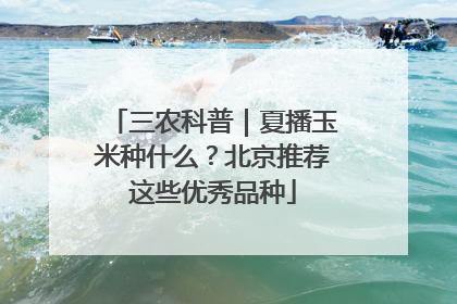 三农科普｜夏播玉米种什么？北京推荐这些优秀品种