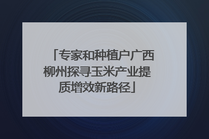 专家和种植户广西柳州探寻玉米产业提质增效新路径