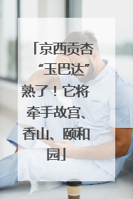 京西贡杏“玉巴达”熟了！它将牵手故宫、香山、颐和园