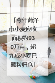 今年菏泽市小麦应收面积约930万亩，超九成小麦已颗粒归仓