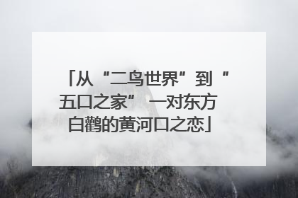 从“二鸟世界”到“五口之家” 一对东方白鹳的黄河口之恋