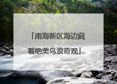 南海新区海边藏着绝美鸟浪奇观