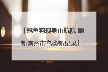 冠鱼狗现身山航院 刷新滨州市鸟类新纪录