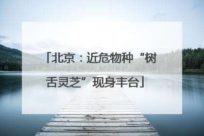 北京：近危物种“树舌灵芝”现身丰台