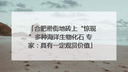 合肥罍街地砖上“惊现”多种海洋生物化石 专家：具有一定观赏价值