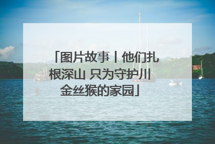 图片故事丨他们扎根深山 只为守护川金丝猴的家园