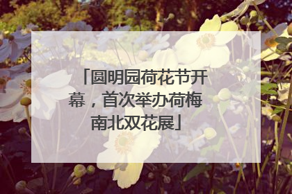 圆明园荷花节开幕，首次举办荷梅南北双花展