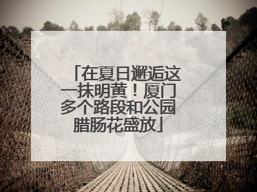 在夏日邂逅这一抹明黄！厦门多个路段和公园腊肠花盛放