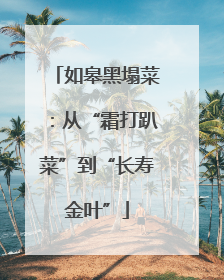 如皋黑塌菜：从“霜打趴菜”到“长寿金叶”