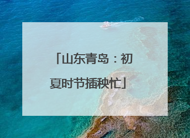 山东青岛：初夏时节插秧忙