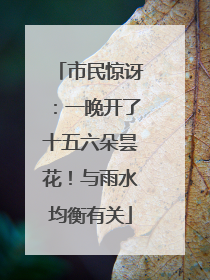 市民惊讶：一晚开了十五六朵昙花！与雨水均衡有关
