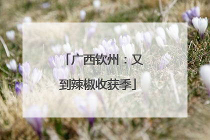 广西钦州：又到辣椒收获季
