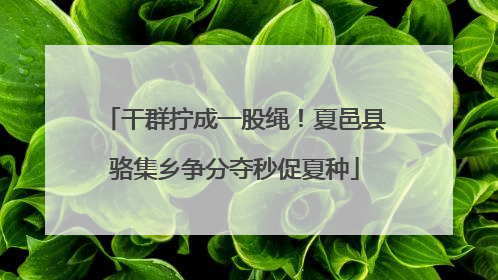 干群拧成一股绳！夏邑县骆集乡争分夺秒促夏种