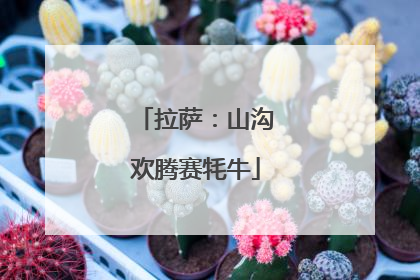 拉萨：山沟欢腾赛牦牛