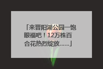 来晋阳湖公园一饱眼福吧！12万株百合花热烈绽放……