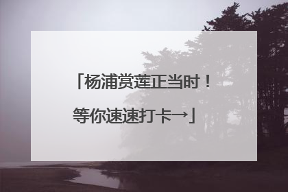 杨浦赏莲正当时！等你速速打卡→