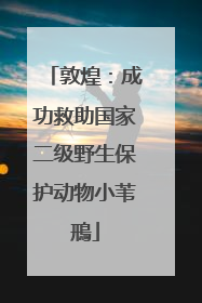 敦煌：成功救助国家二级野生保护动物小苇鳽