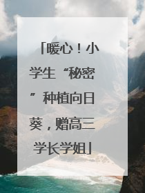 暖心！小学生“秘密”种植向日葵，赠高三学长学姐