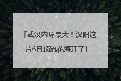 武汉内环最大！汉阳这片6月顶流花海开了