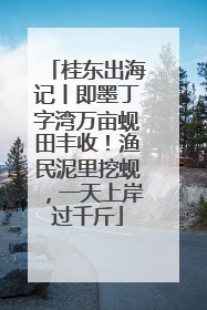 桂东出海记丨即墨丁字湾万亩蚬田丰收！渔民泥里挖蚬，一天上岸过千斤