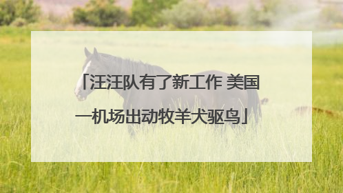 汪汪队有了新工作 美国一机场出动牧羊犬驱鸟