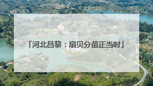 河北昌黎：扇贝分苗正当时