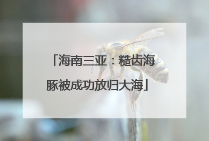海南三亚：糙齿海豚被成功放归大海