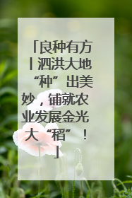 良种有方丨泗洪大地“种”出美妙，铺就农业发展金光大“稻”！