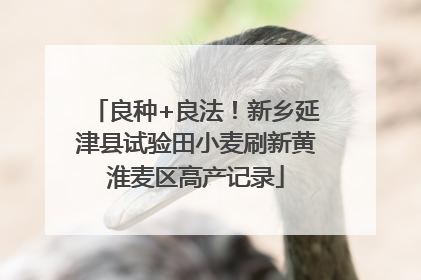 良种+良法！新乡延津县试验田小麦刷新黄淮麦区高产记录