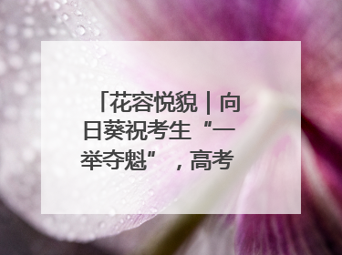 花容悦貌｜向日葵祝考生“一举夺魁”，高考带动鲜花热潮