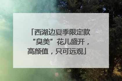 西湖边夏季限定款“臭美”花儿盛开，高颜值，只可远观