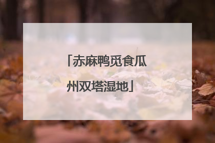 赤麻鸭觅食瓜州双塔湿地