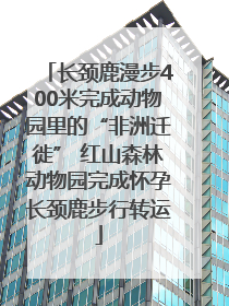 长颈鹿漫步400米完成动物园里的“非洲迁徙” 红山森林动物园完成怀孕长颈鹿步行转运