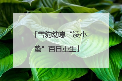 雪豹幼崽“凌小蛰”百日重生