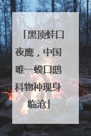 黑顶蛙口夜鹰，中国唯一蟆口鸱科物种现身临沧